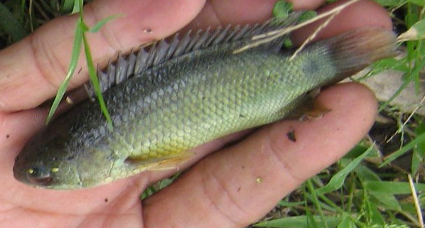 betik