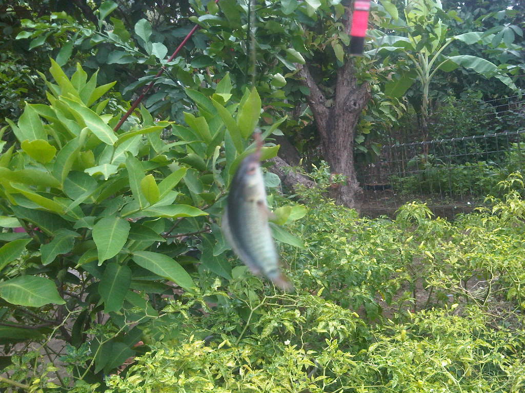 vavai-ikan-betik-taman-bacaan-excellent2