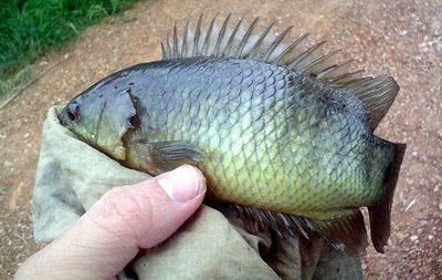 vavai-ikan-betik-taman-bacaan-excellent5