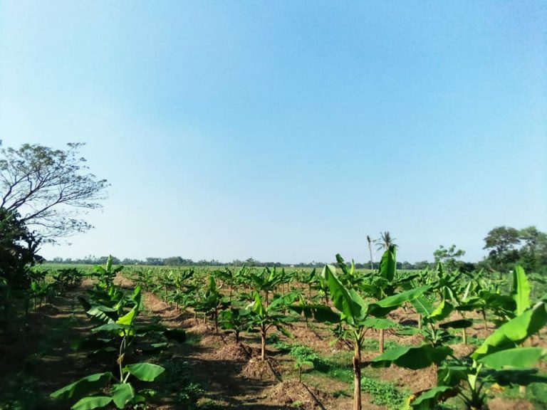 Suasana Kebun, Anak Kambing dan Nangka