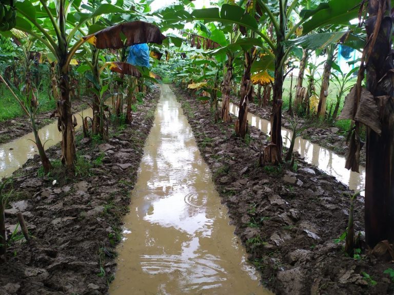 Menyiasati Tantangan Berkebun Pisang