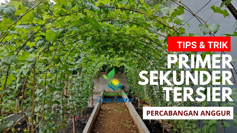 Cabang Primer Sekunder Tersier Tanaman Anggur