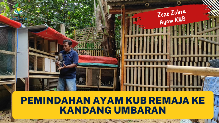 Tips & Trik Ayam KUB : Pemindahan Ayam KUB Remaja ke Kandang Umbaran