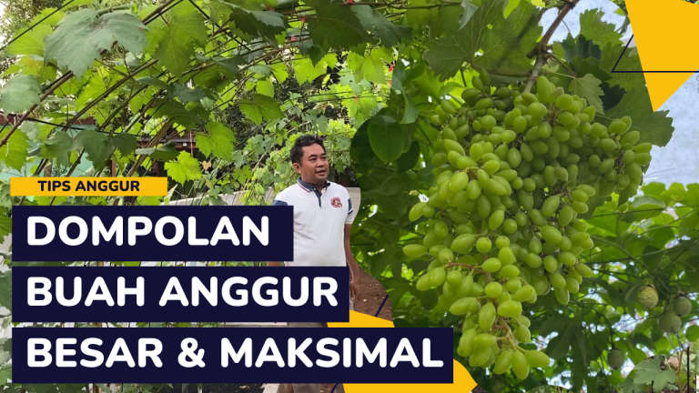 Tips Agar Dompolan Buah Anggur Maksimal