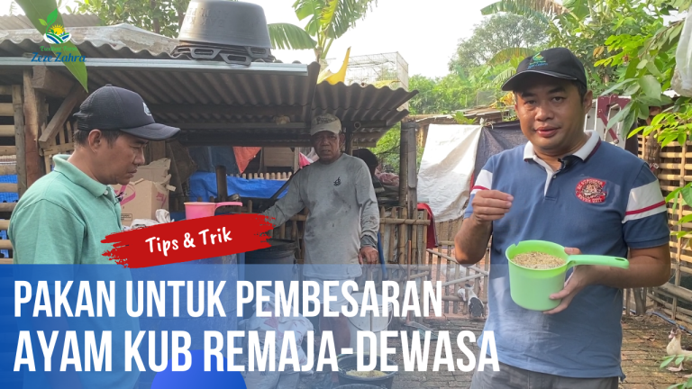 Tips & Trik Pakan untuk Pembesaran Ayam KUB Remaja Hingga Dewasa