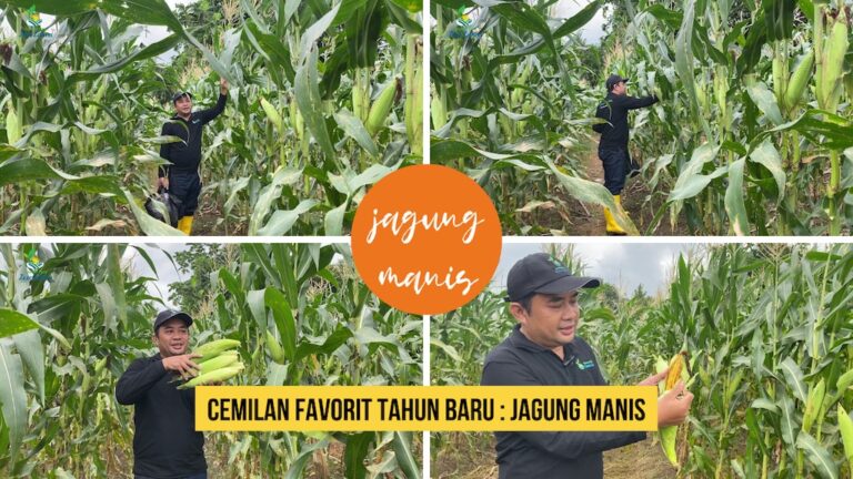 Persiapan untuk Cemilan Favorit Tahun Baru : Panen Jagung Manis