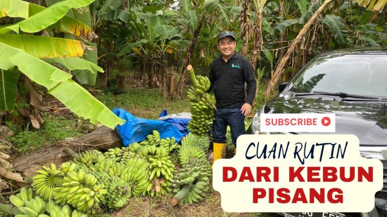 Suasana Kebun Pisang yang Rutin Menghasilkan Cuan