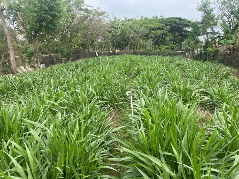 Persiapan Bank Pakan untuk Ternak Kambing dan Sapi