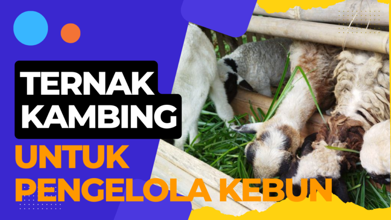 Ternak Kambing untuk Pengelola Kebun Zeze Zahra