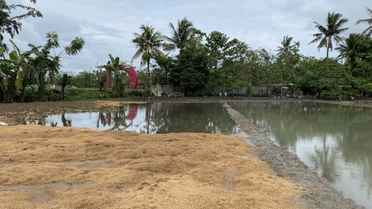Mengubah Sawah Menjadi Ladang : Persiapan Lahan untuk Tanaman Buah dan Rumput Odot