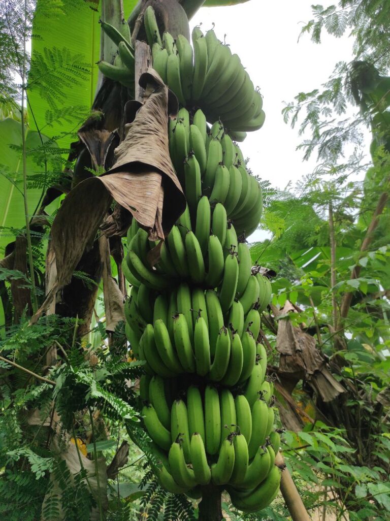 Mengapa Menanam Pisang?