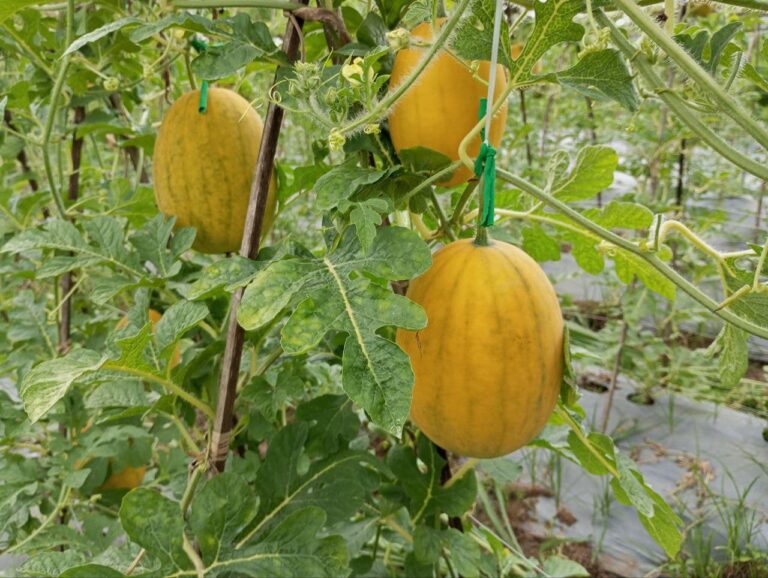 Tips Perawatan Semangka Kuning (Semangka Golden)