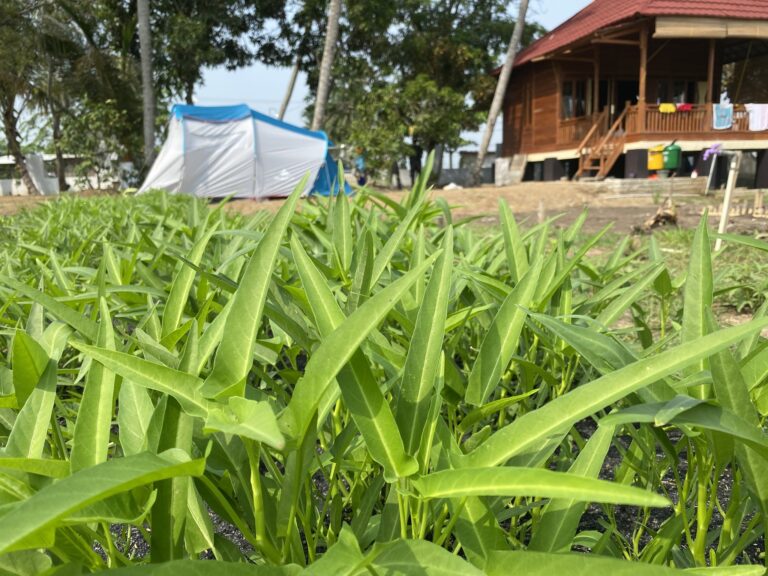 Tips Menanam Bayam dan Kangkung pada Lahan Terbatas