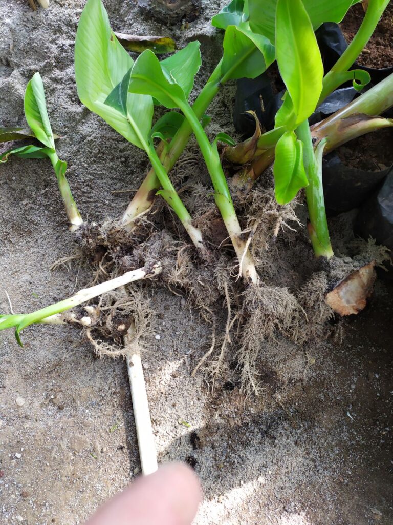 Bibit Pisang dari Tunas Bonggol