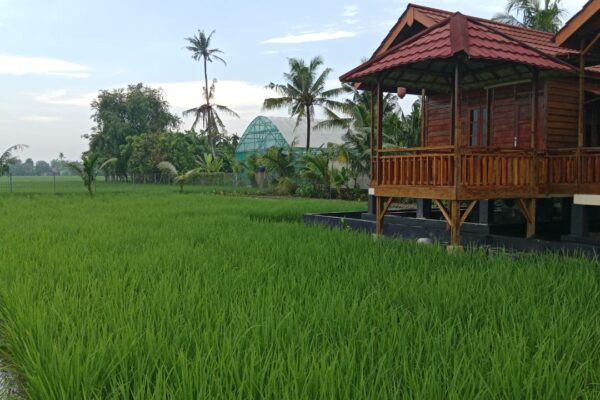 Perkembangan Penanaman Padi Organik