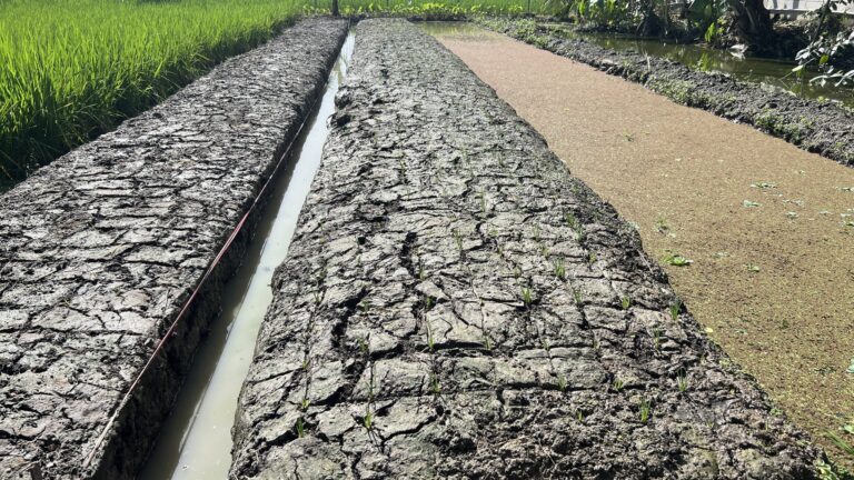 Progress Bawang dan Padi di Pekarangan Rumah