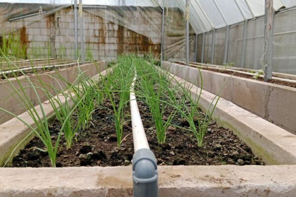 Kotak Lahan (Raised-Bed) Greenhouse untuk Tanaman Percobaan