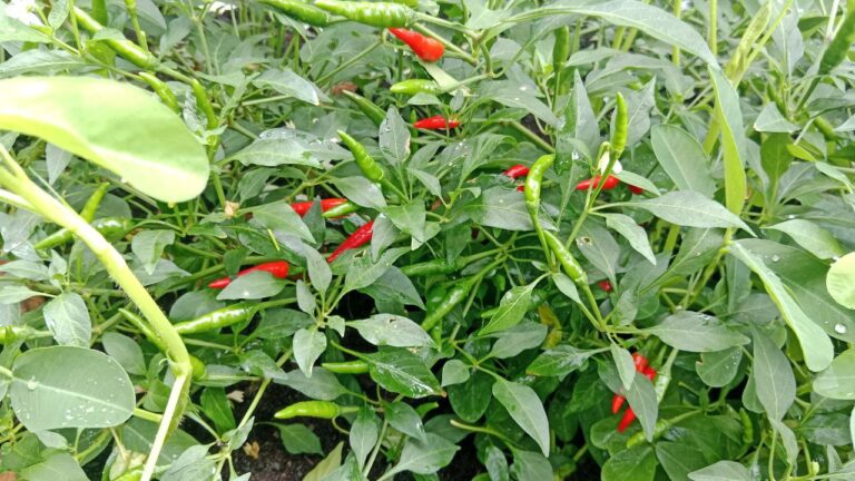 Tanam Cabe Rawit untuk Teman Tahu Goreng