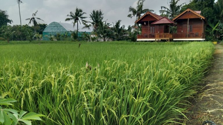 Perkembangan Padi dengan Treatment Organik