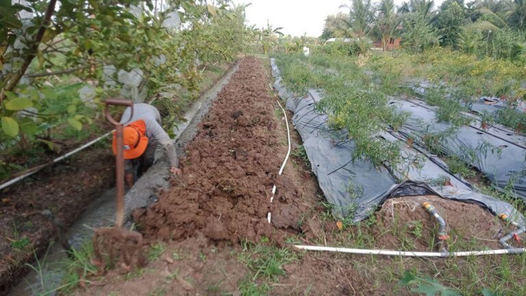 Mencicil Pembuatan Bedengan Bawang Merah