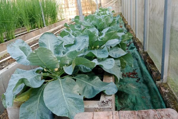 Kembang Kol Dataran Rendah di dalam Greenhouse Sederhana