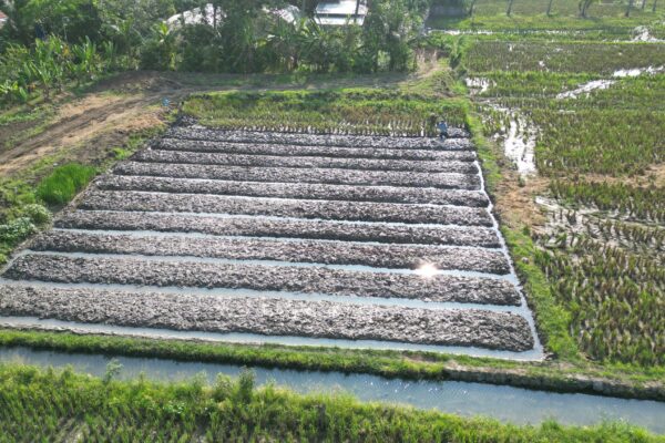 Pembuatan Bedengan Bawang Merah Tahap Pertama