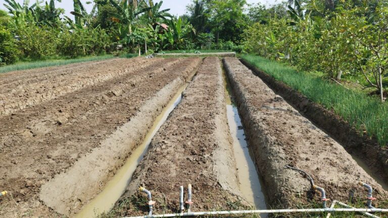 Persiapan Tanam Bawang Merah