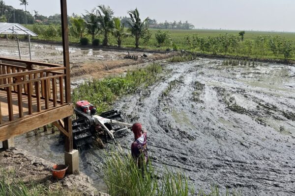 Mulai Mengolah Lahan Sawah