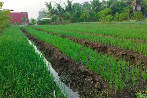 Bawang Merah di Kebun