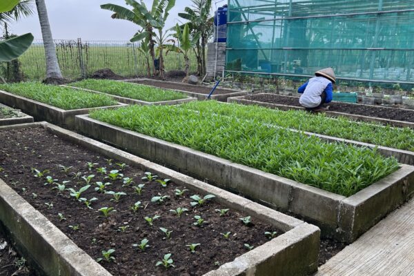 Eksperimen dan Pengaturan Tanaman Sayur pada Kotak Lahan (Raised Bed)