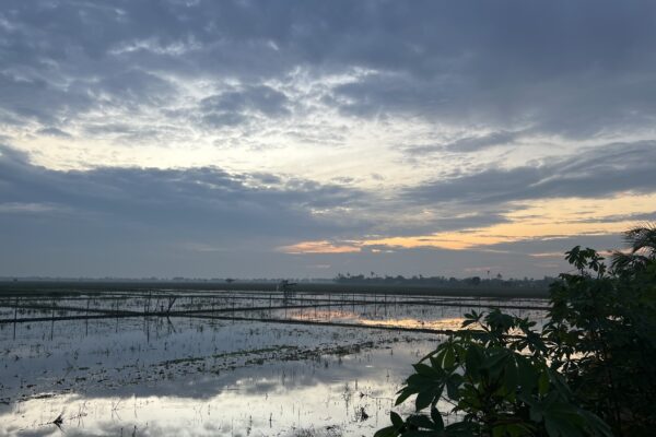 Menyambut Pagi dari Tepian Sawah
