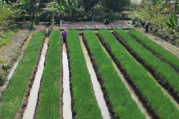 Bawang Merah di Kebun Zeze Zahra