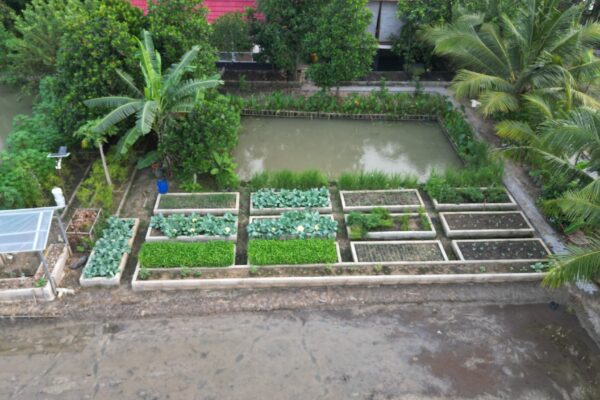 Lahan Pekarangan untuk Menanam Sayur dan buah