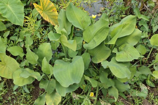 Tanaman Liar yang Tumbuh Subur