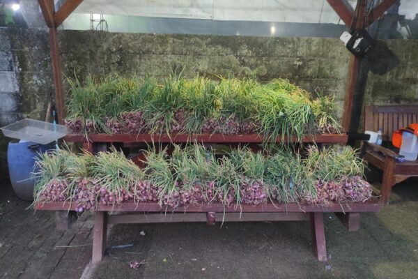 Panen Bawang Merah dari Raised Bed Pekarangan Rumah