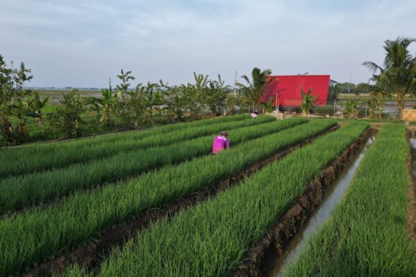 Pengalaman Bertani Bawang Merah : Hasil Panen dan Manajemen Biaya Produksi