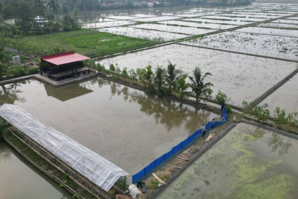 Ikhtiar Memasang Pagar Plastik pada Petak Sawah