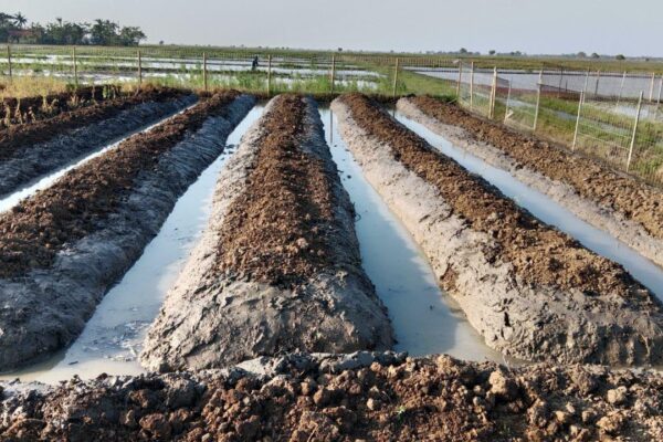 Membuat Bedengan dan Merawat Tanaman Bawang Merah