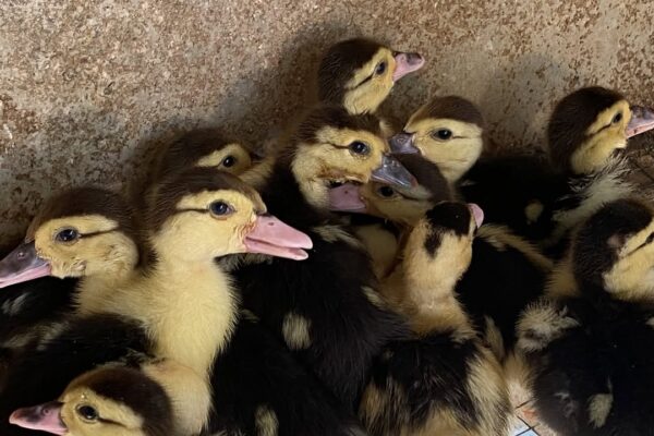 Bebek dan Entok Sebagai Pembasmi Hama Secara Alami