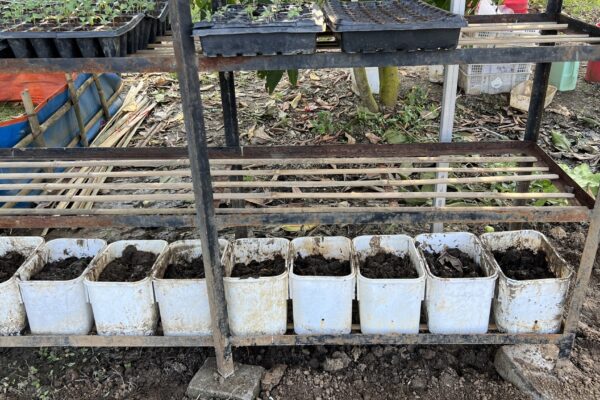 Ternak Cacing Tanah dengan Bibit Alami