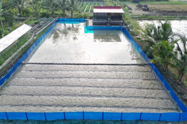 Persemaian Padi di Pekarangan