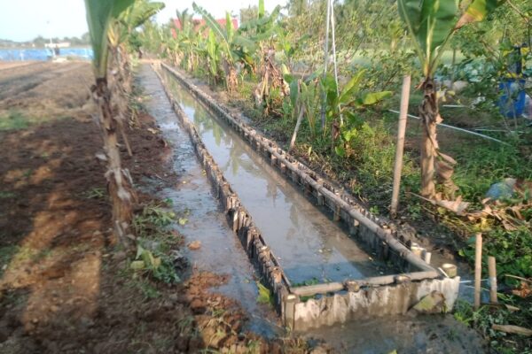 Memperbaiki Saluran Air, Merapikan Tanaman Pisang dan Menanam Genjer