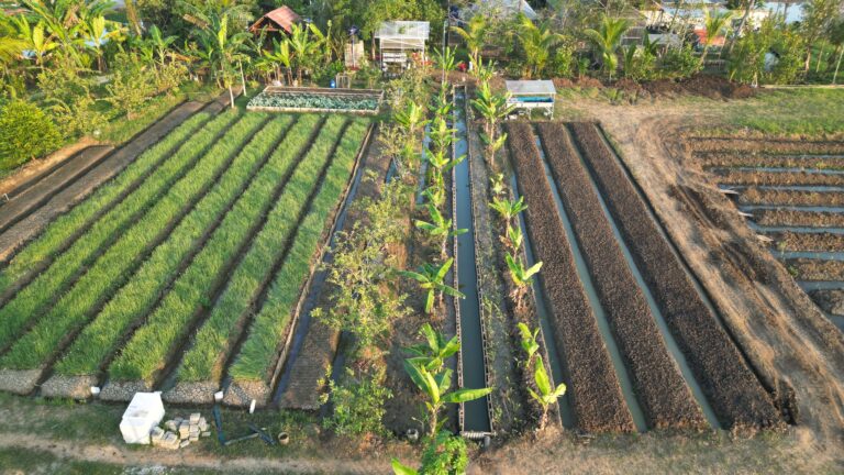 Proses Perbaikan Saluran Air dan Persiapan Bedengan Bawang Merah