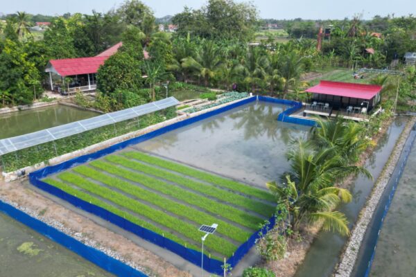Mulai Tandur Sawah