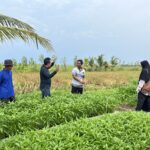 5 Prinsip Dasar Menanam Kangkung (dan sayuran lainnya)