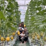 Pilih dan Petik Sendiri Melon di Greenhouse Rumah Edukasi “Dewi Lia Astuti”-Batujaya Karawang