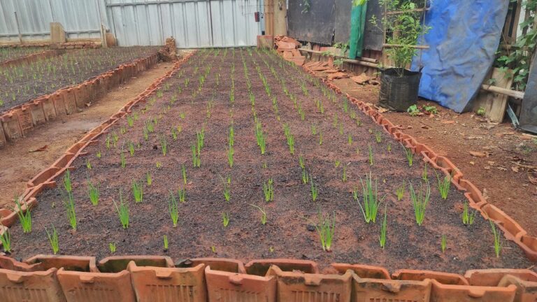 Bawang Merah Pekarangan Rumah