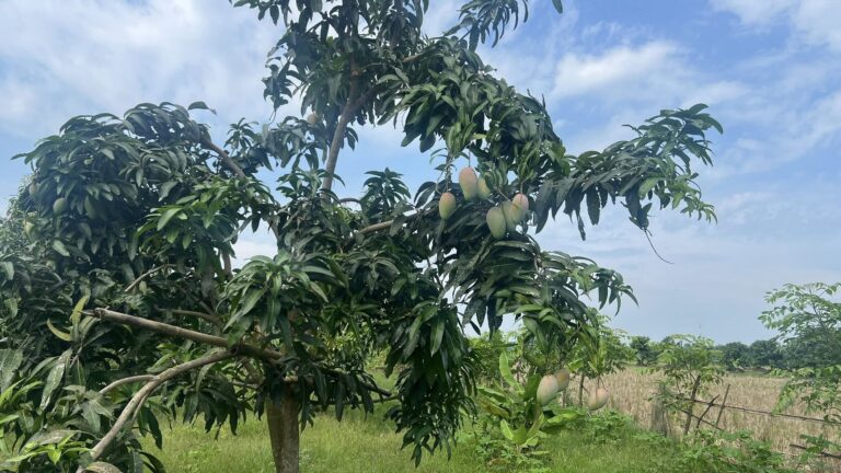 Pemagaran Kebun