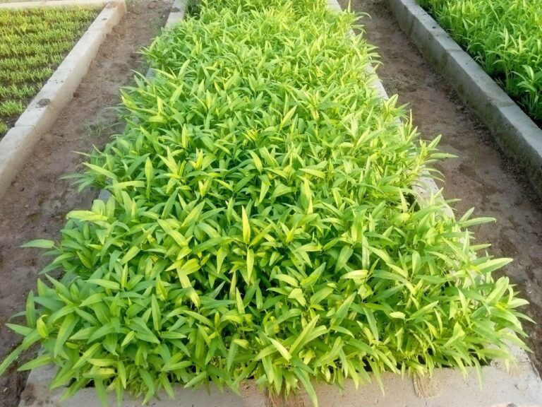 Kangkung Sebagai Pendapatan Tambahan