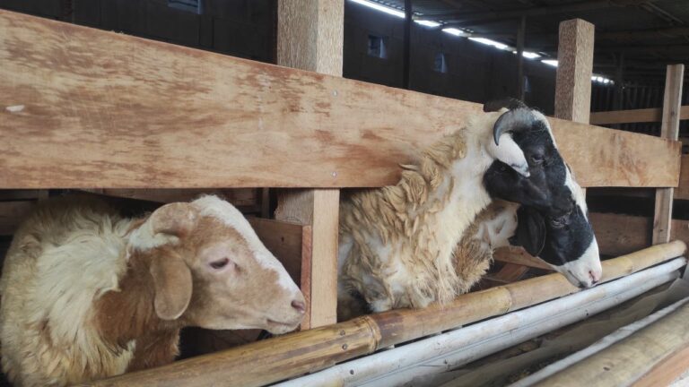Ternak Kambing (Domba)